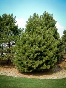 Сосна Чёрная (Pinus Nigra) купить по цене от 270.00р. в интернет-магазине «Посадика» с доставкой почтой в в Перми и по всей России – [изображение №1].