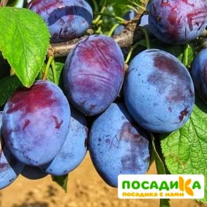 Слива Чачакская ранняя купить по цене от 229.00р. в интернет-магазине «Посадика» с доставкой почтой в в Перми и по всей России – [изображение №1].