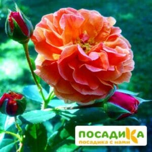 Роза Арабия купить по цене от 350.00р. в интернет-магазине «Посадика» с доставкой почтой в в Перми и по всей России – [изображение №1].