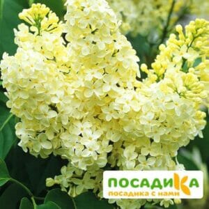 Сирень Примроуз (Primrose) купить по цене от 529.00р. в интернет-магазине «Посадика» с доставкой почтой в в Перми и по всей России – [изображение №1].