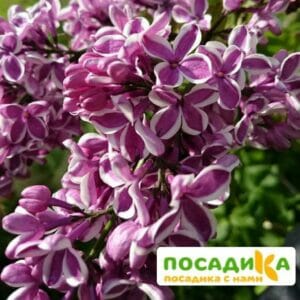 Сирень Сенсация купить по цене от 529.00р. в интернет-магазине «Посадика» с доставкой почтой в в Перми и по всей России – [изображение №1].