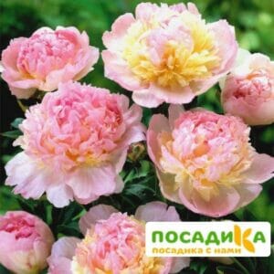 Пион Распберри Сандей (Paeonia Raspberry Sundae) купить по цене от 959р. в интернет-магазине «Посадика» с доставкой почтой в в Перми и по всей России – [изображение №1].