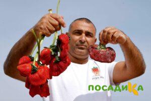 Клубника Гигант Джорнея купить по цене от 266р. в интернет-магазине «Посадика» с доставкой почтой в в Перми и по всей России – [изображение №1].