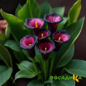 Калла Аура Лейс купить по цене от 400р. в интернет-магазине «Посадика» с доставкой почтой в в Перми и по всей России – [изображение №1].