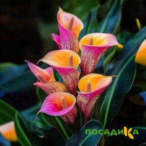 Калла Оникс купить по цене от 450р. в интернет-магазине «Посадика» с доставкой почтой в в Перми и по всей России – [изображение №1].