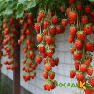 Клубника вьющаяся Комплимент купить по цене от 470р. в интернет-магазине «Посадика» с доставкой почтой в в Перми и по всей России – [изображение №1].