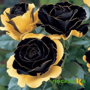 Роза Ханни Сикл купить по цене от 700р. в интернет-магазине «Посадика» с доставкой почтой в в Перми и по всей России – [изображение №1].