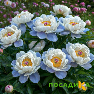 Пион акварельный Этюд купить по цене от 806р. в интернет-магазине «Посадика» с доставкой почтой в в Перми и по всей России – [изображение №1].