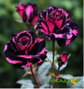 Роза Багровый Шепот купить по цене от 366р. в интернет-магазине «Посадика» с доставкой почтой в в Перми и по всей России – [изображение №1].