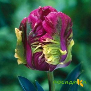 Тюльпан Экзотик Хэвен купить по цене от 186р. в интернет-магазине «Посадика» с доставкой почтой в в Перми и по всей России – [изображение №1].